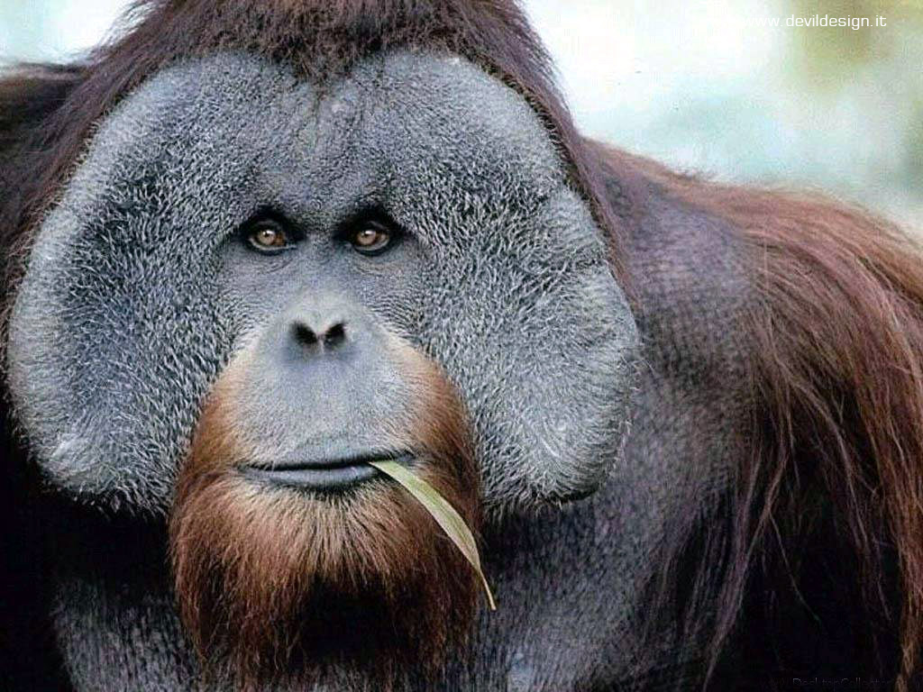 gorilla1 copia